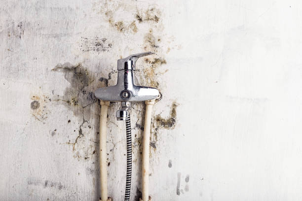 Best Insurance-Related Mold Remediation in Kdeer, IL
