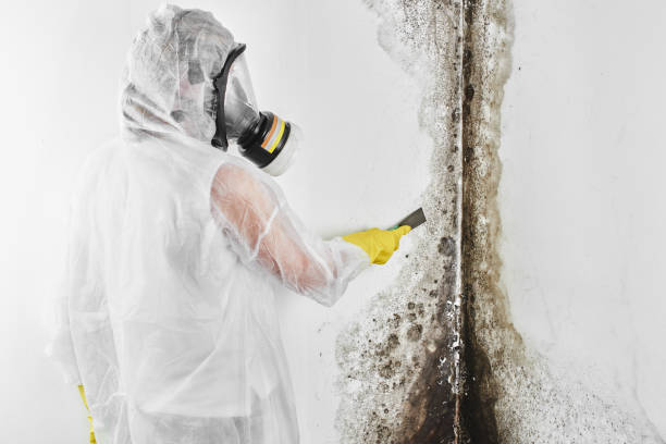 Best Basement Mold Remediation in Kdeer, IL