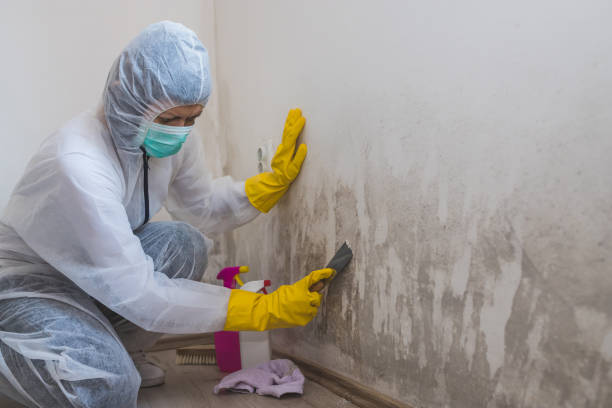 Best Residential Mold Remediation in Kdeer, IL