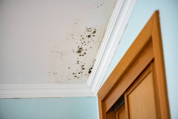 Best Crawl Space Mold Remediation in Kdeer, IL
