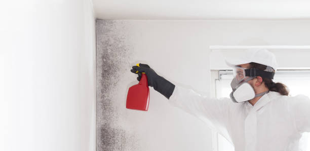 Best White Mold Remediation in Kdeer, IL