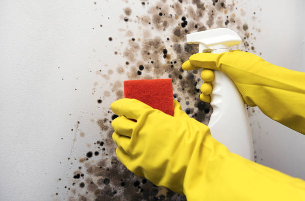 Best Post-Flood Mold Remediation in Kdeer, IL