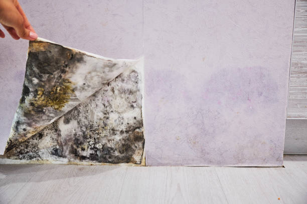 Best DIY Mold Remediation Support Services in Kdeer, IL